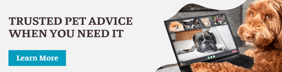 Trusted pet advice when you need it | TrustingPetAdvice.com